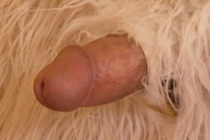 欧美z女优图片